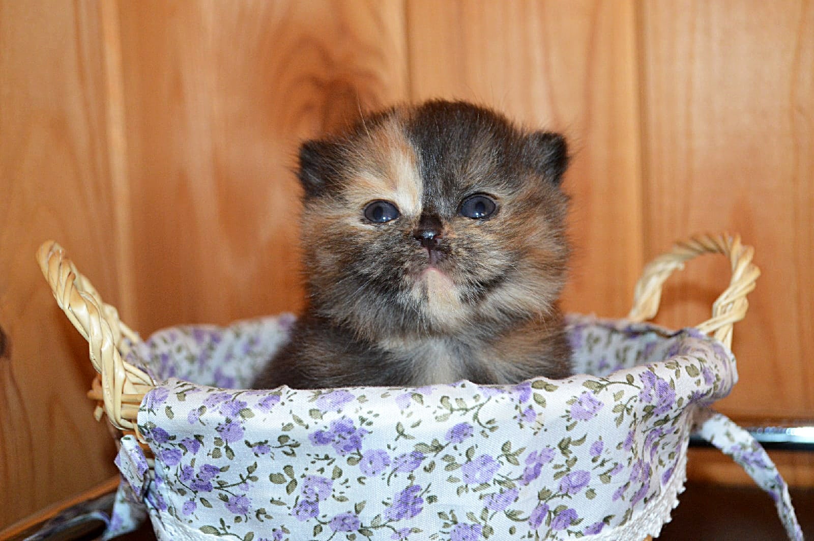 Чудо - ребёнок