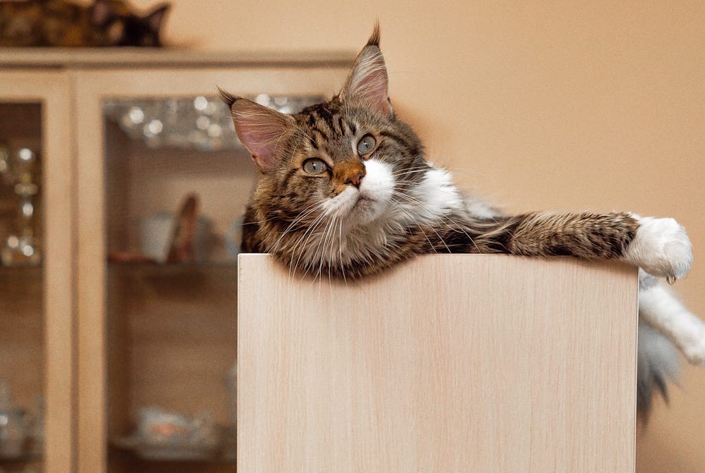 Кухня - моя собственность