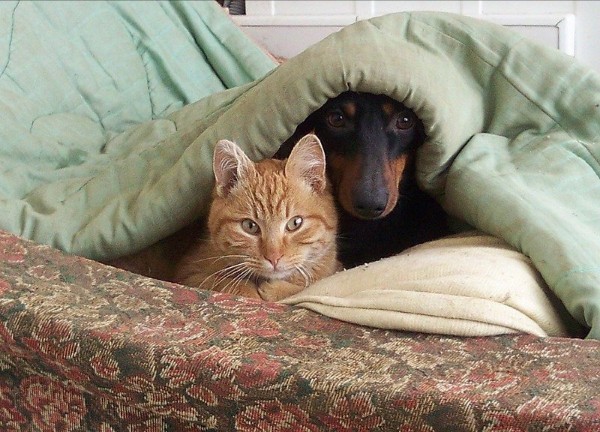 Мы гулять не пойдём, нам и тут не плохо