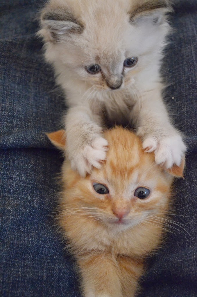 Рыжик, я тебя победю