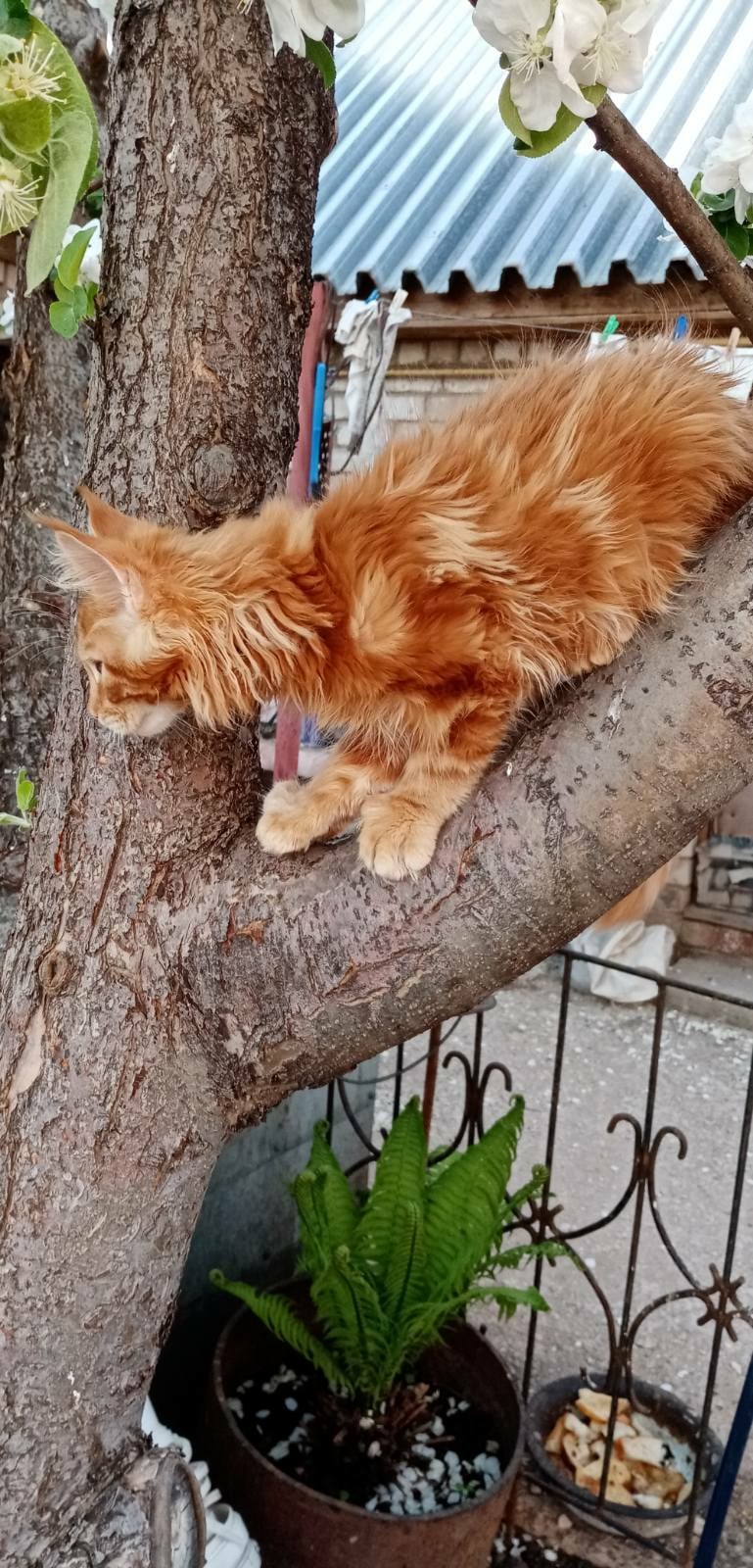 Я забрался высоко, слазить будет не легко