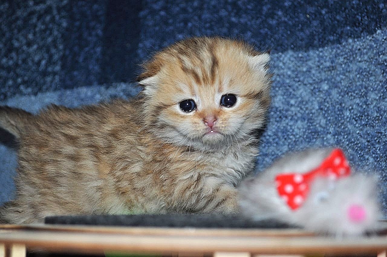 Все малыши играют с игрушками и я в том числе