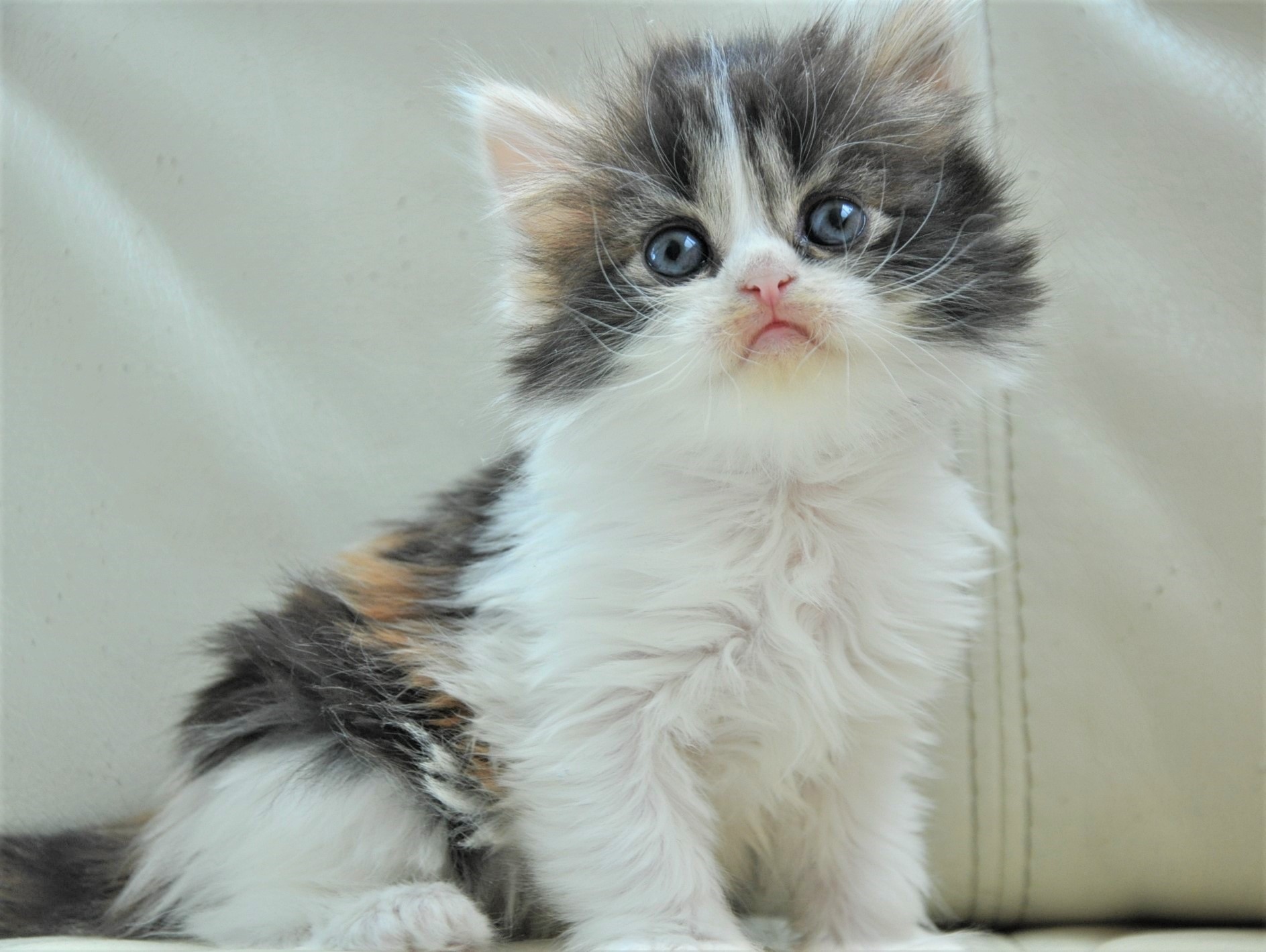 На диванчике сижу, во все глазоньки гляжу