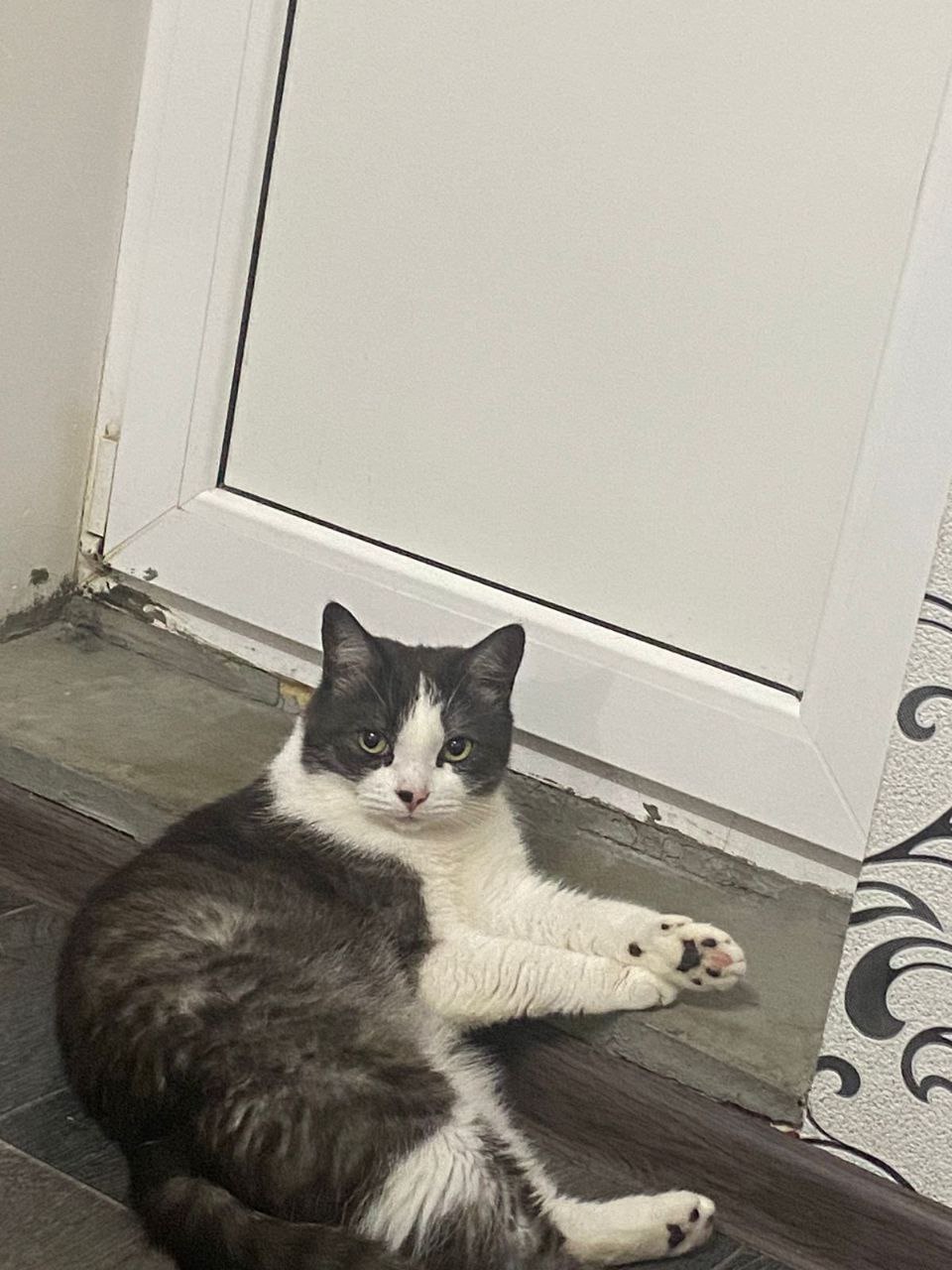 Пустите меня на балкон, я вам мышку поймаю