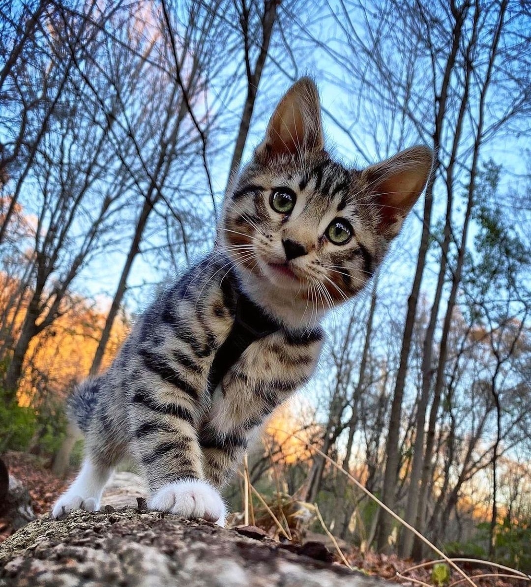 Прогулка в лесу