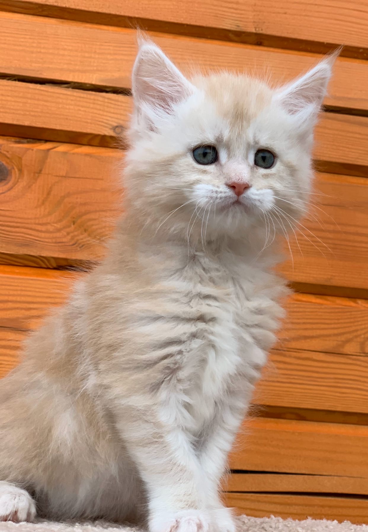 Кто - то шуршит, надо пойти посмотреть