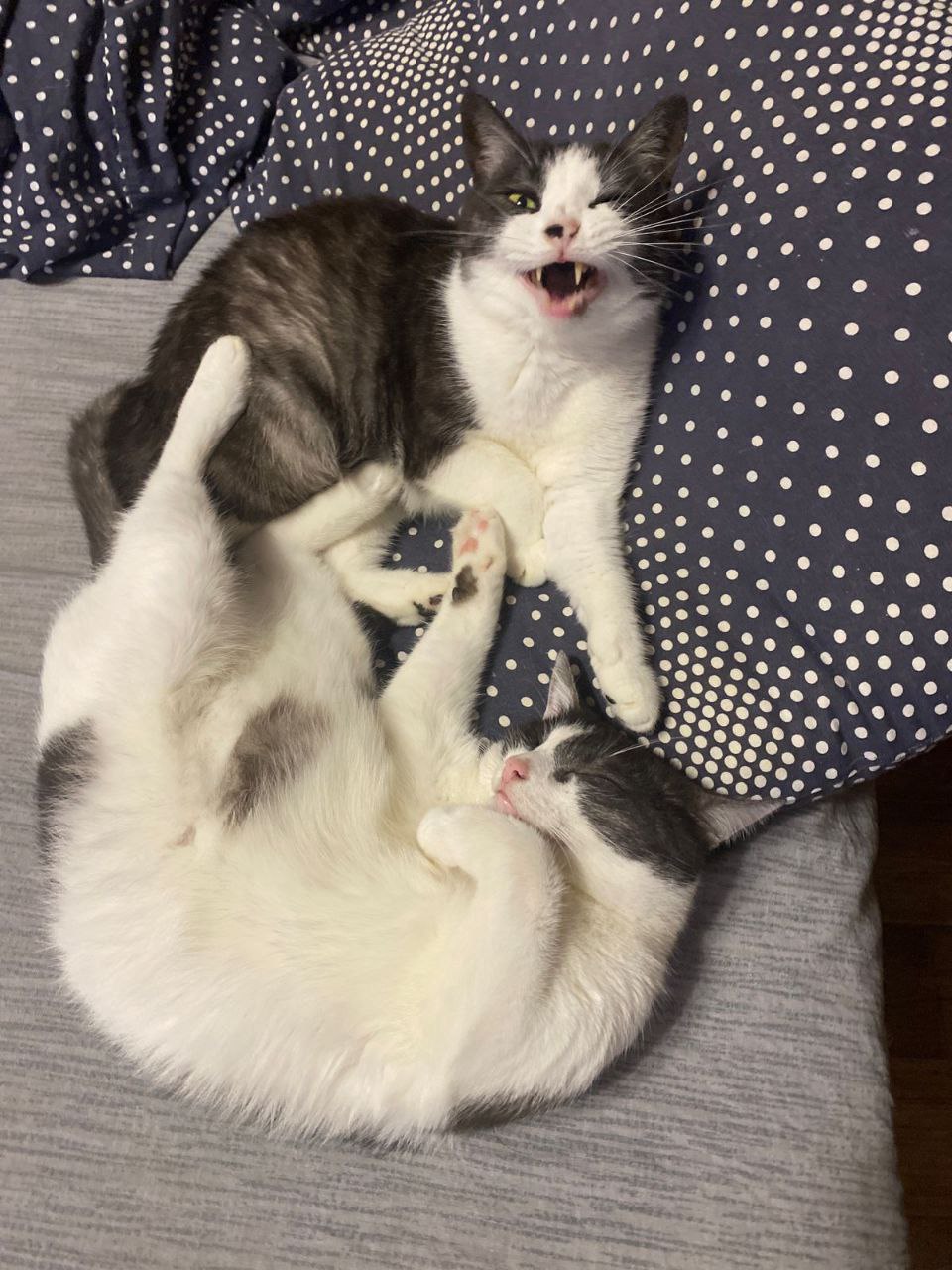 Не будите, Тоханьку