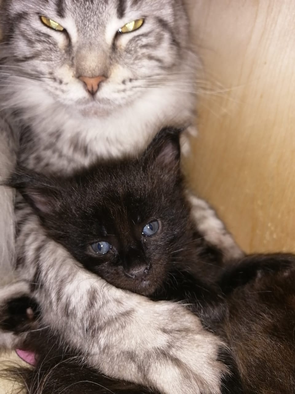 Спи, мой зайка, засыпай