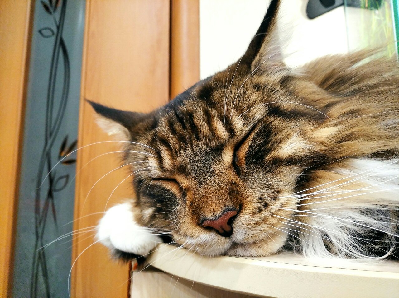 Дайте поспать, а то я плотно покушал