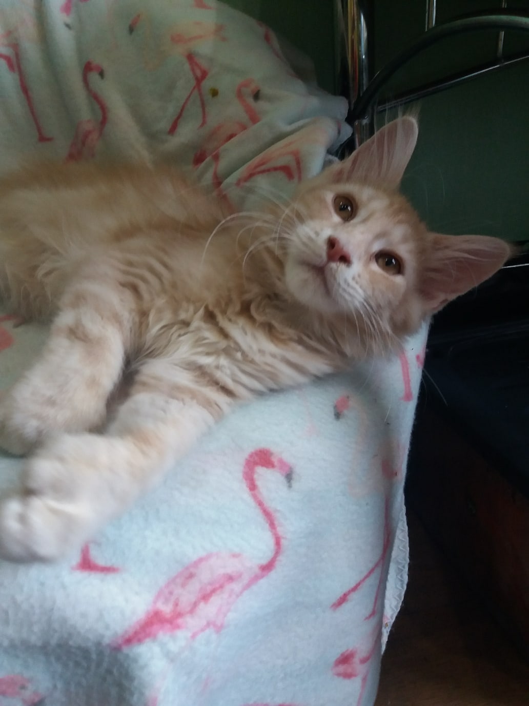 Я так устал играться, дайте отдохнуть