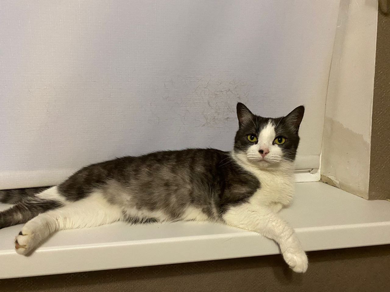 Барсик на своём посту