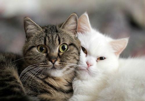 Когда двое обжимаются, третий не мешается