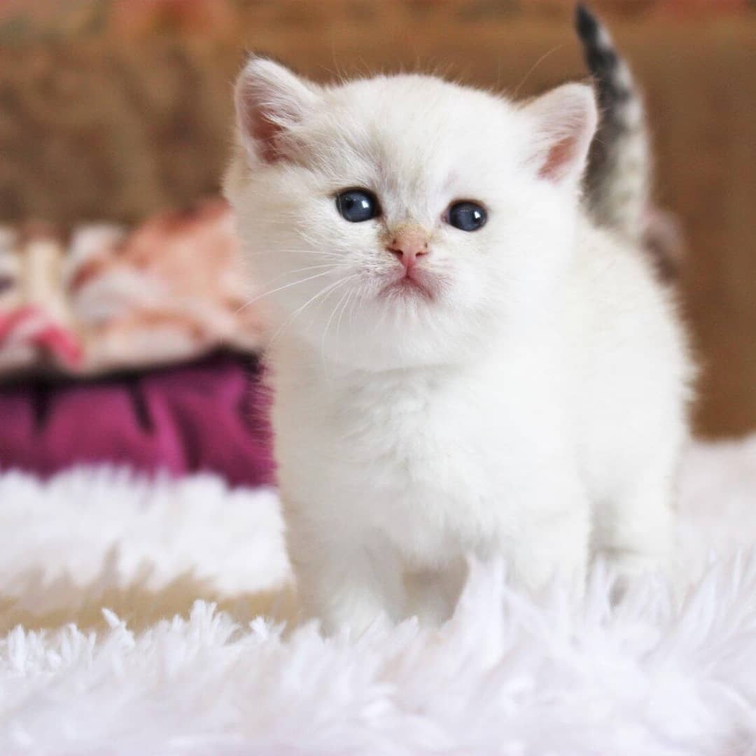 Топотушик маленький