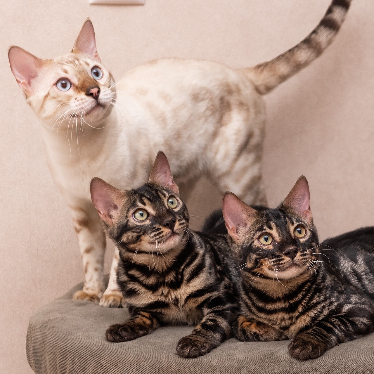 Развлекайте нас, мы ждём