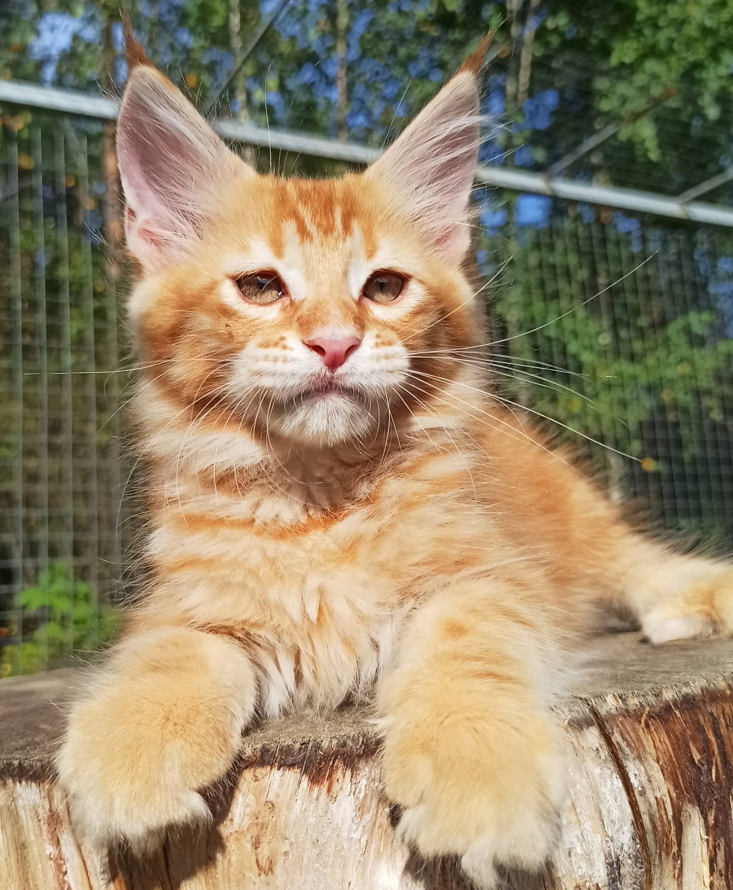 Хорошо в деревне летом