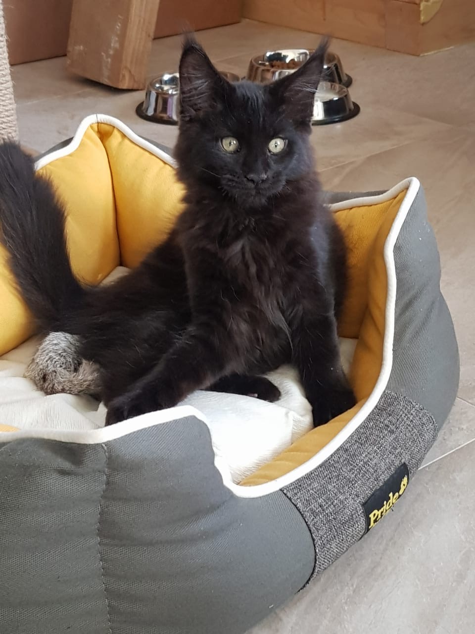 Это кто, меня разбудил