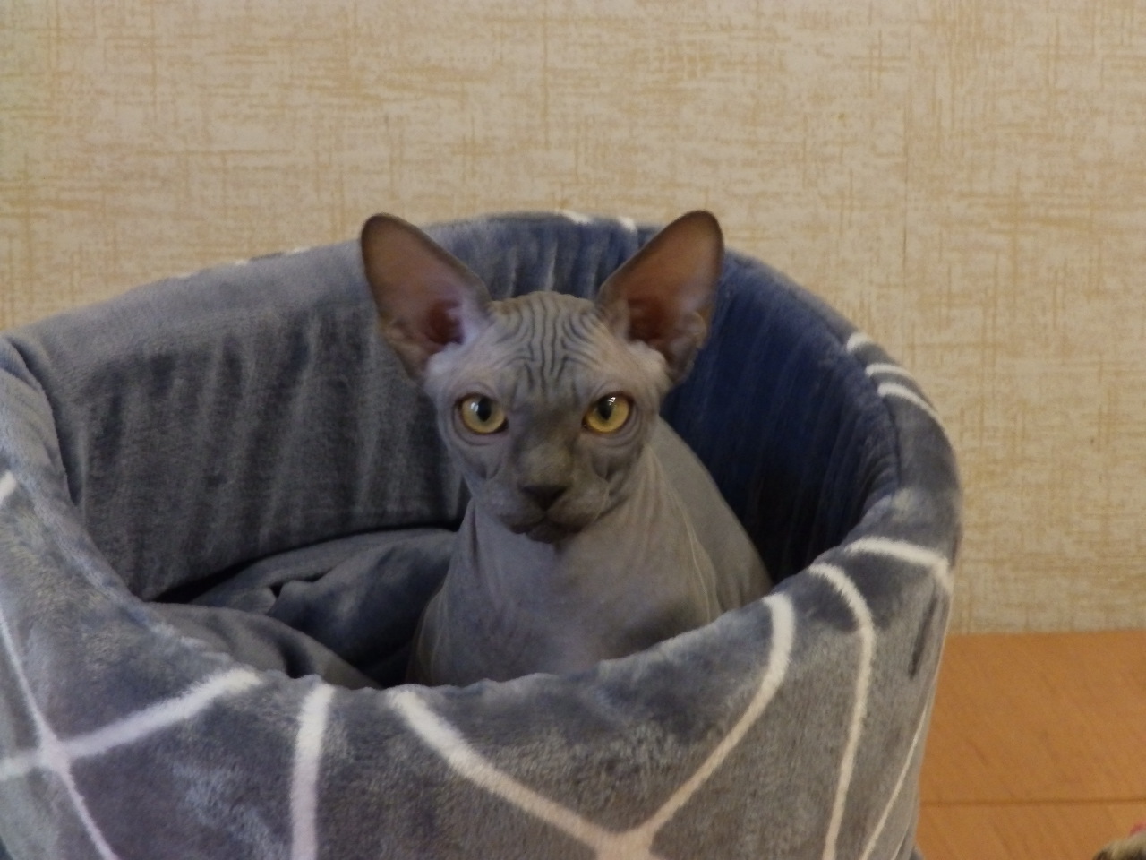 Если рыбки нет, я объявляю - голодовку