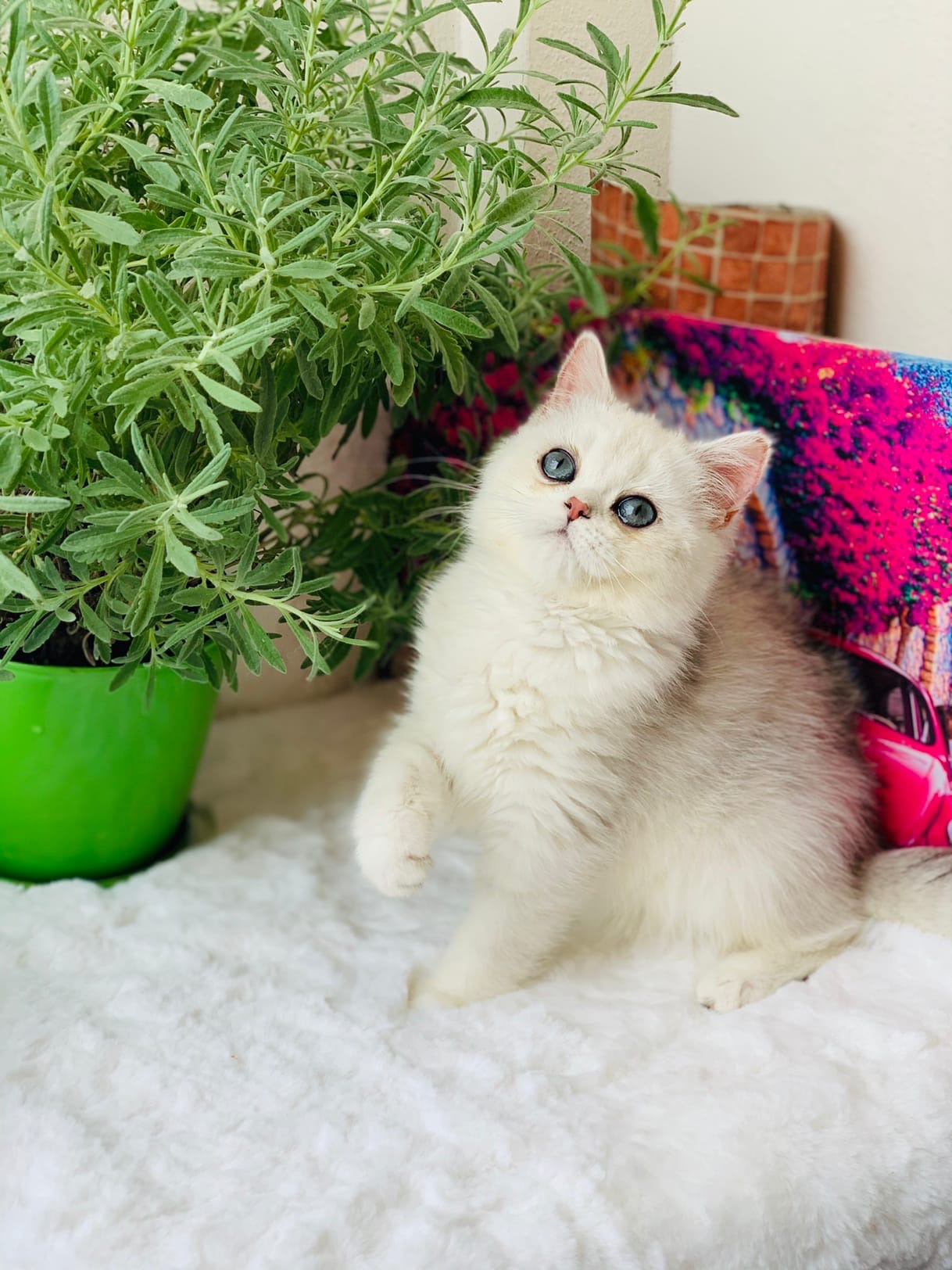 Так хочется цветочки потрогать, можно