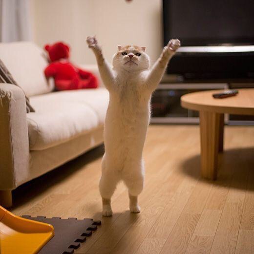 Мои любимые хозяева, домой вернулись