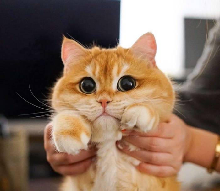 Я общительна, но слегка стснительна