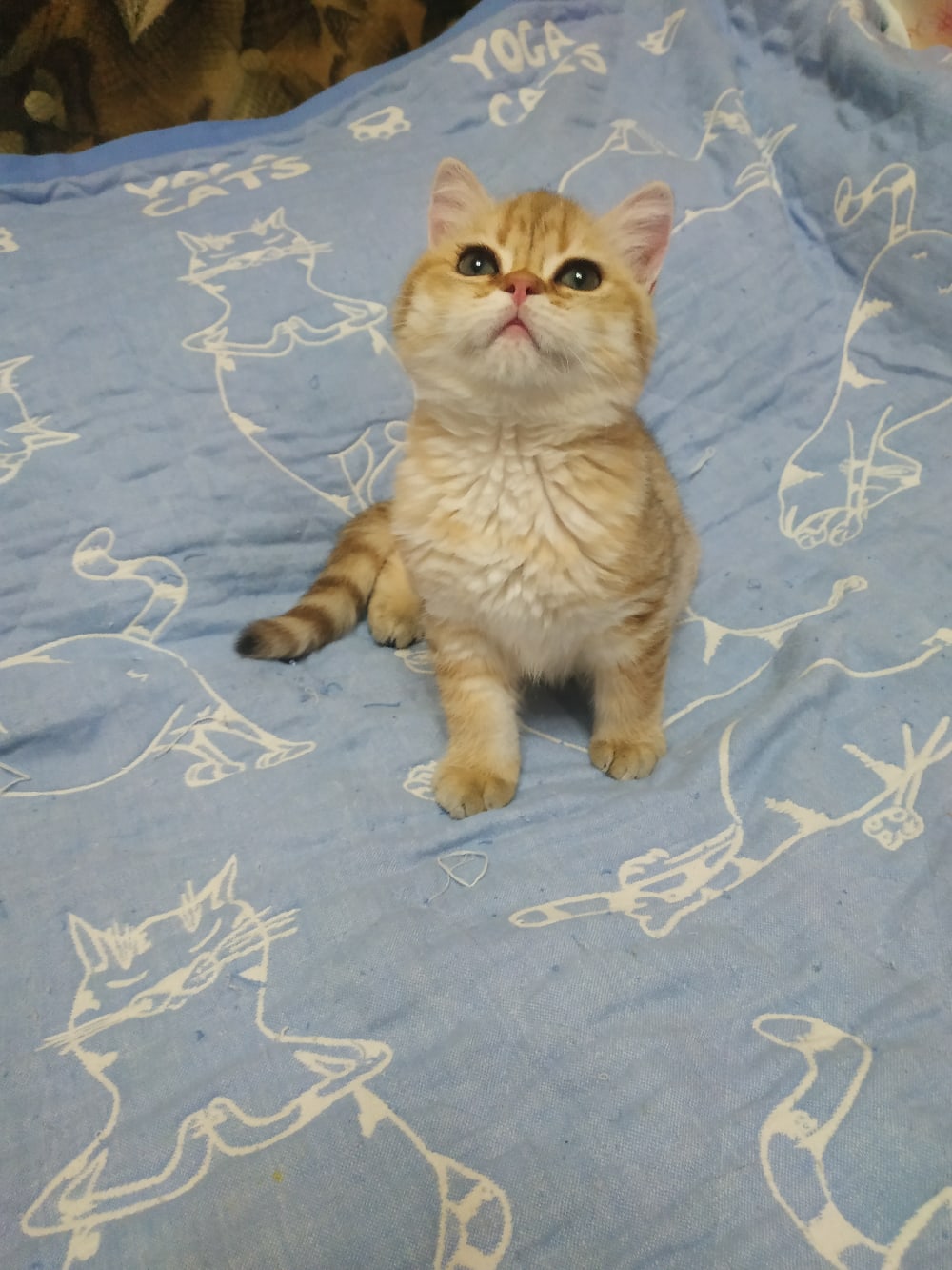 Хозяйка, иди скорей целовать своё сонное солнышко