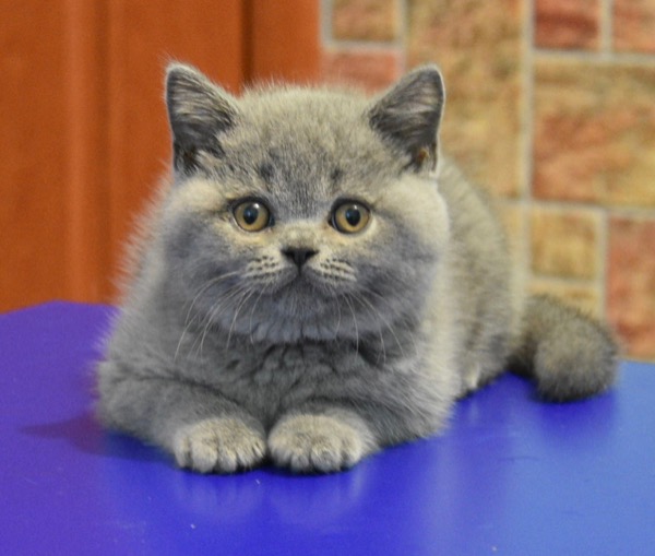 Ну что, кто сегодня со мной останется дома