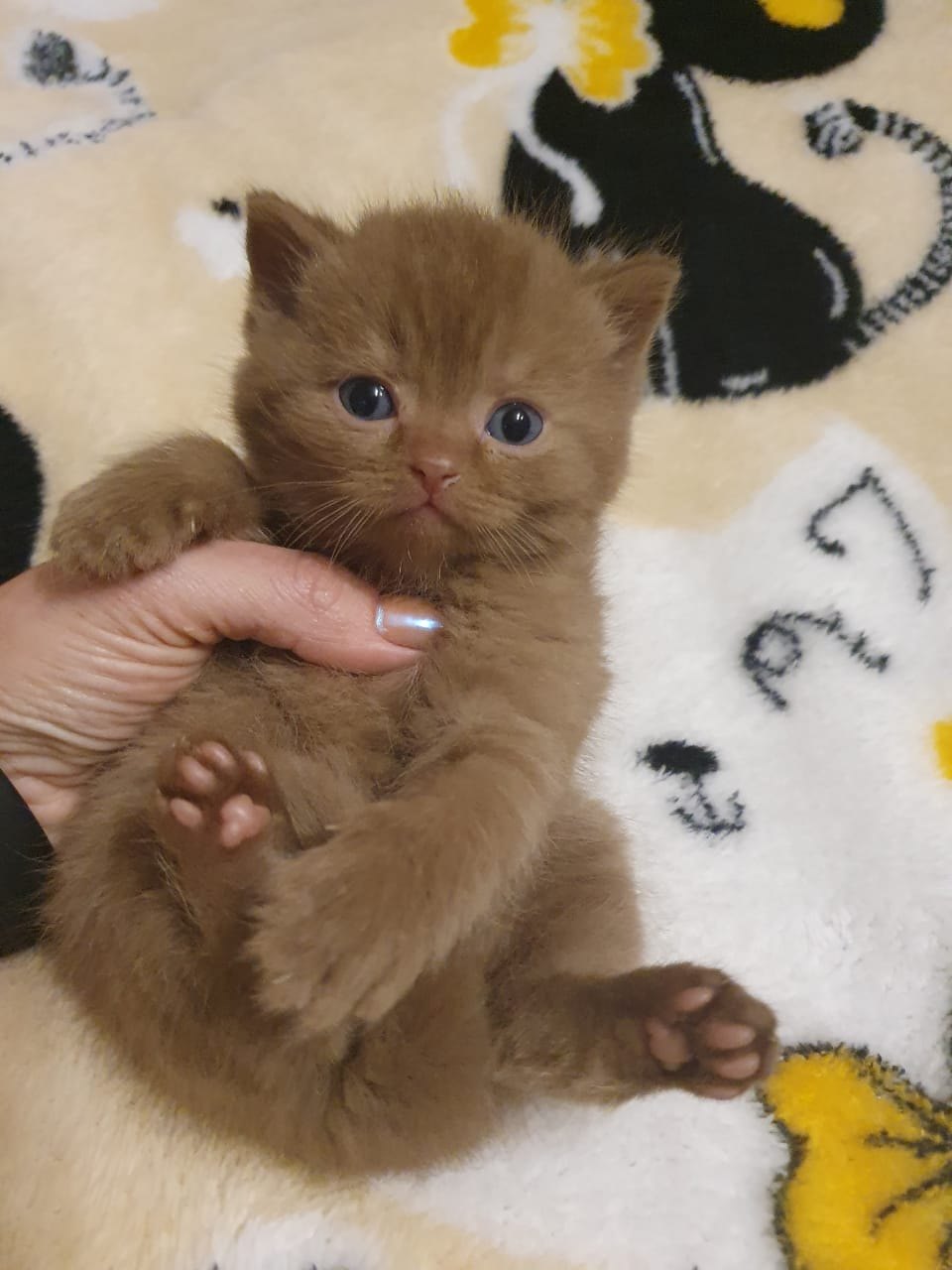 Я такой, занянченный