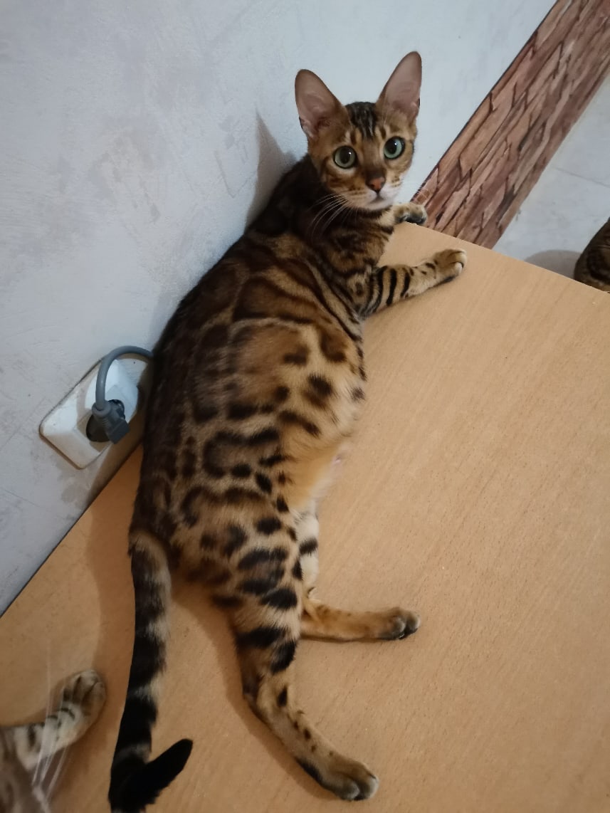 Огурчики солёные ела, селёдку ела, теперь папайю несите