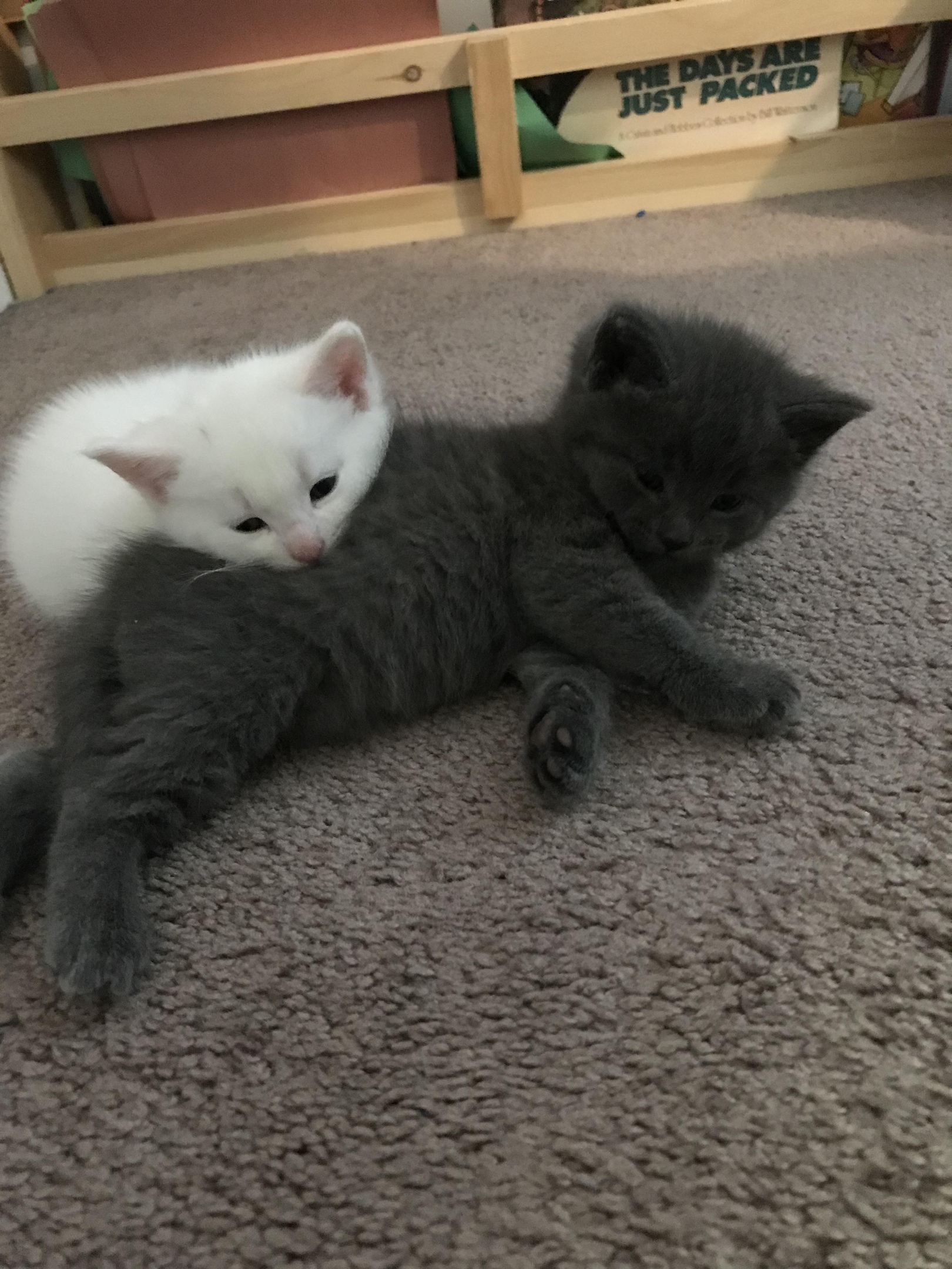 Когда пузик ты набил, полежи и отдохни