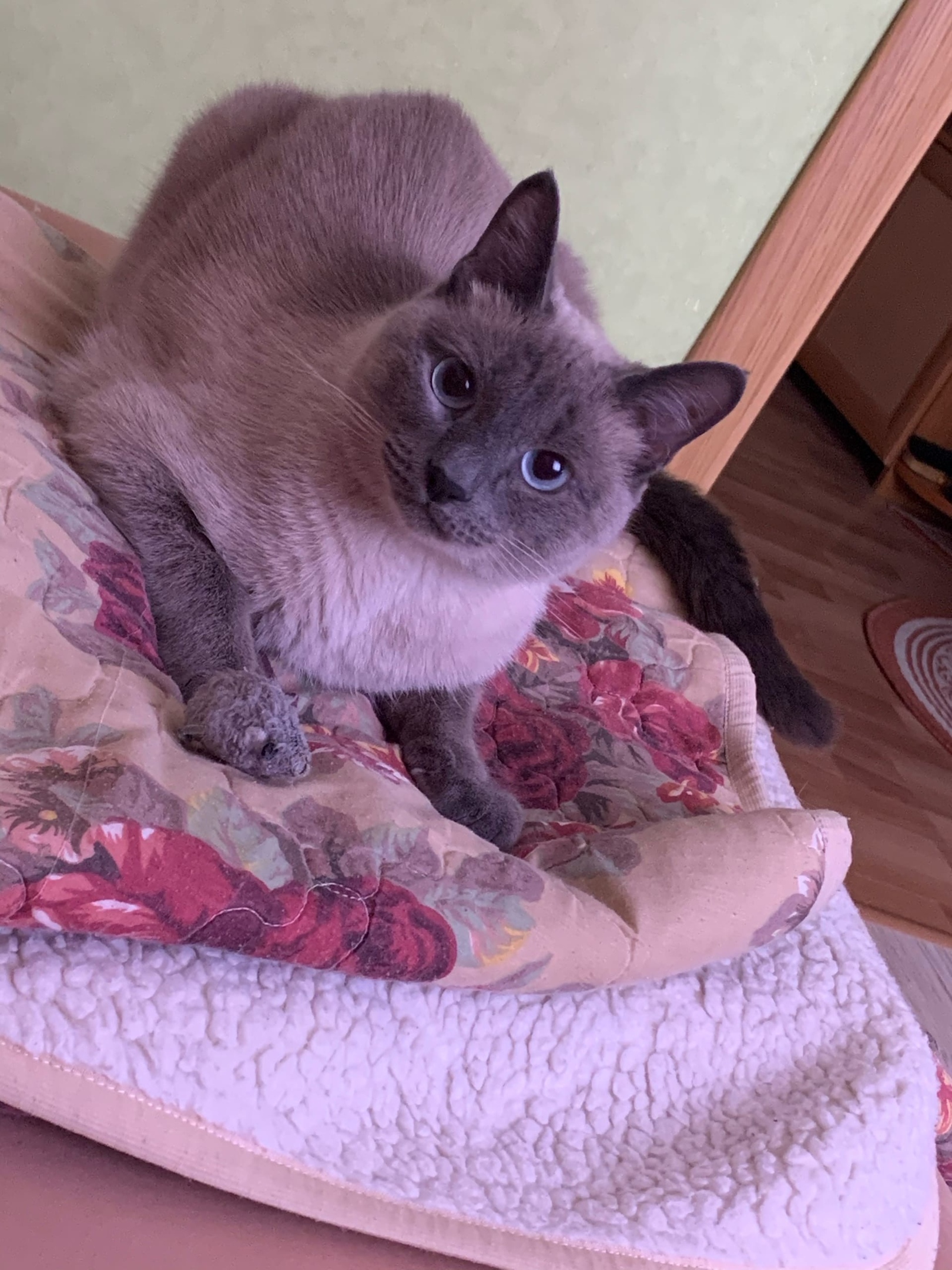 Я добычу принесла, значит кушать заслужила