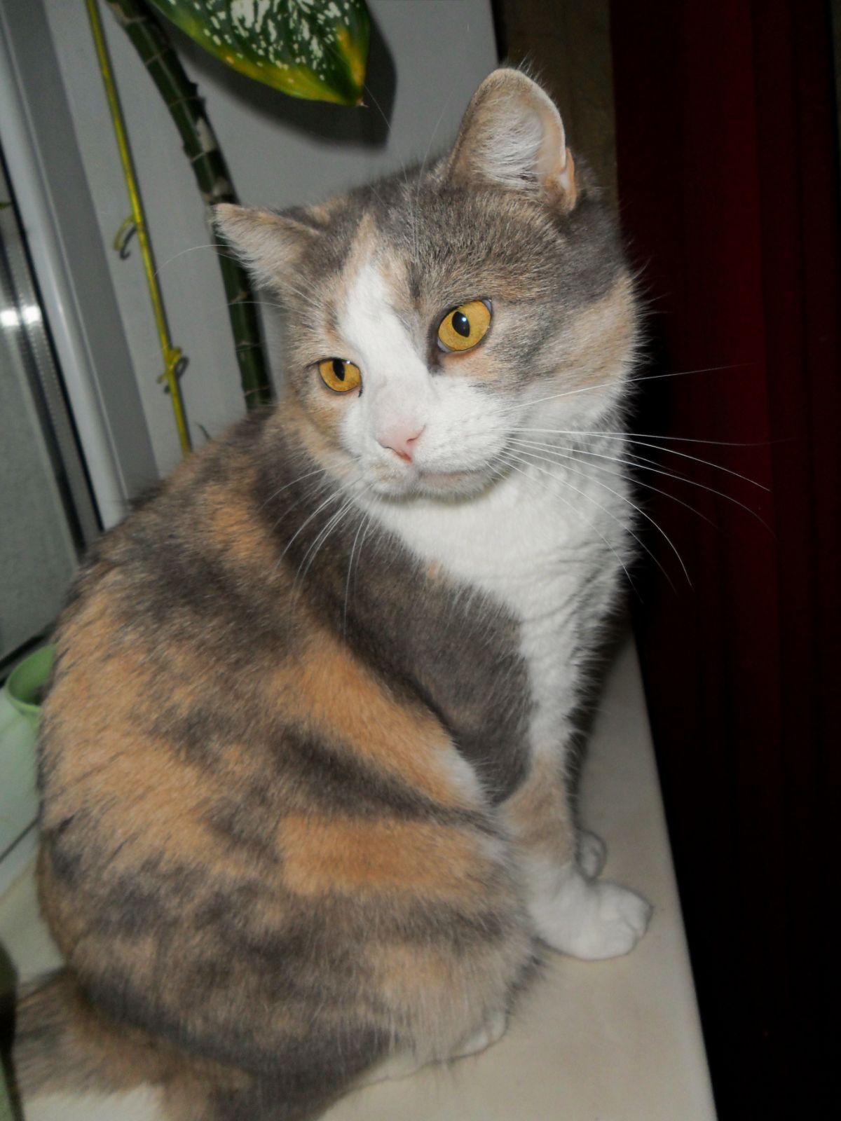 Ну где же, моя любимая хозяйка