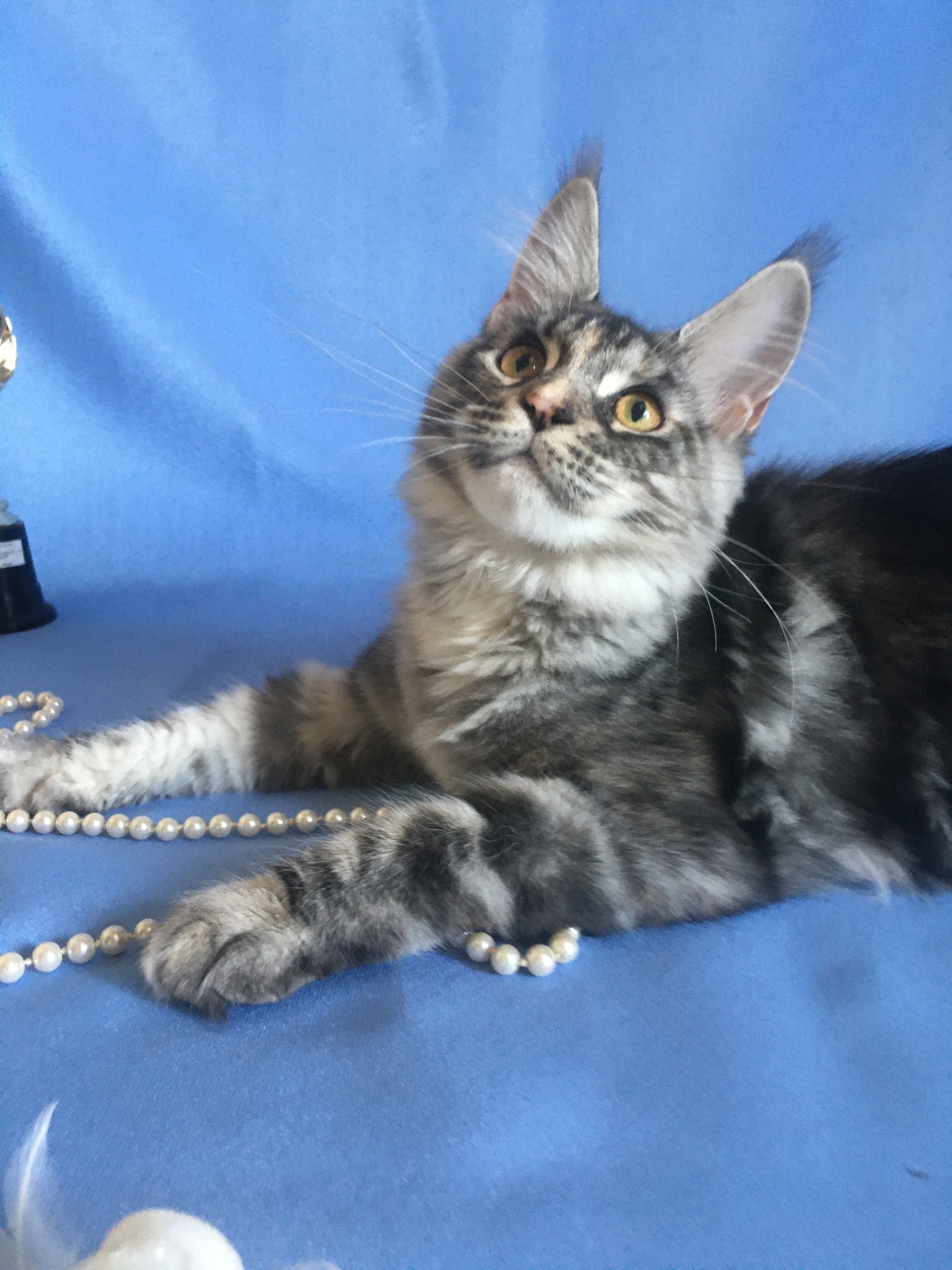 Я бы бусики одела, да хозяйка не даёт