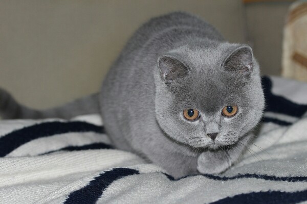 Сейчас хозяйка глазки откроет, а я уже тут