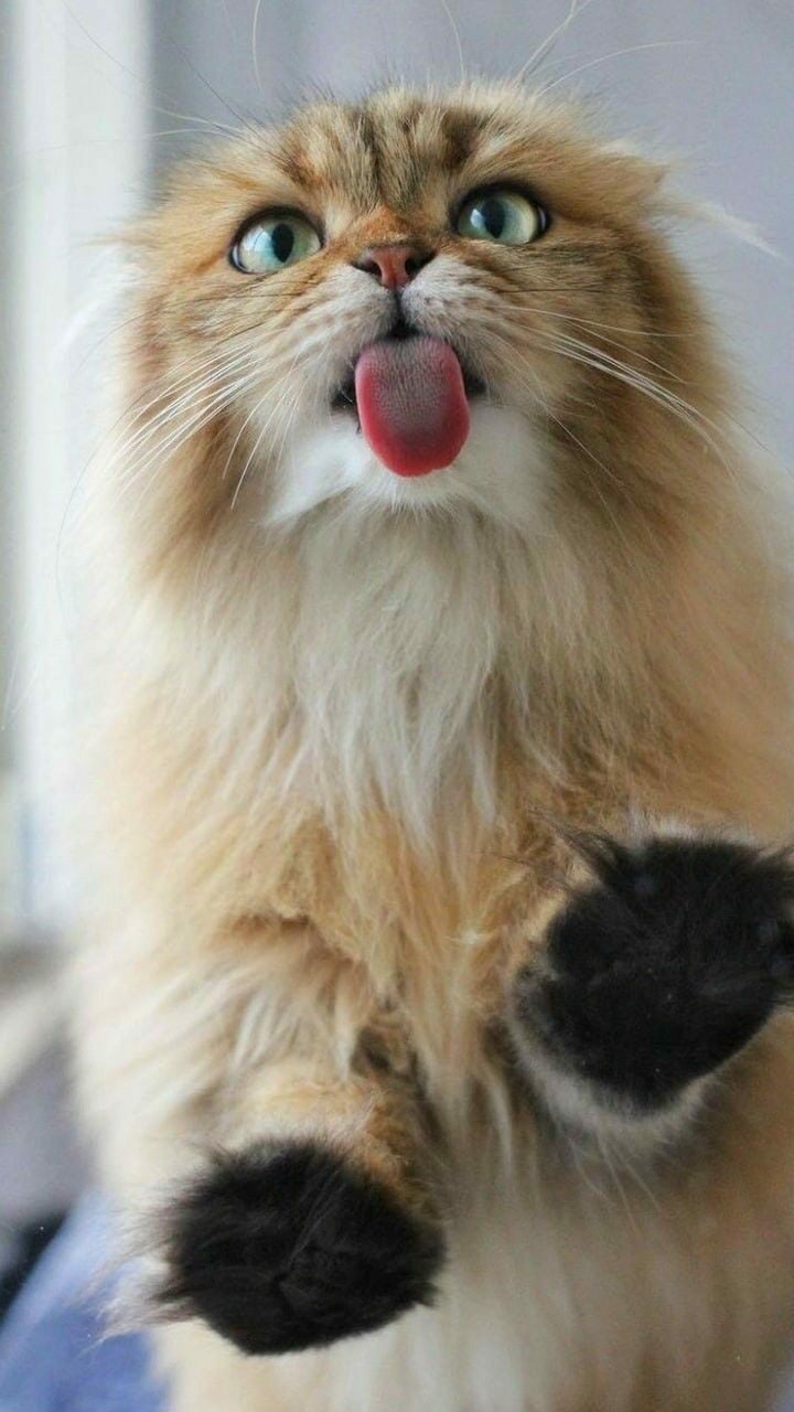 Я вас и через стекло расцелую