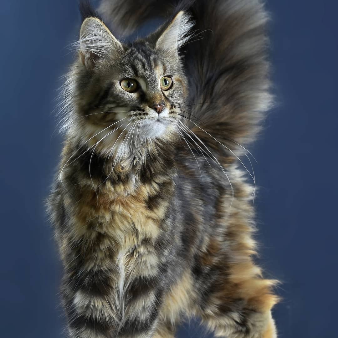 Глазки шире откройте, я перед вами прогуливаться буду