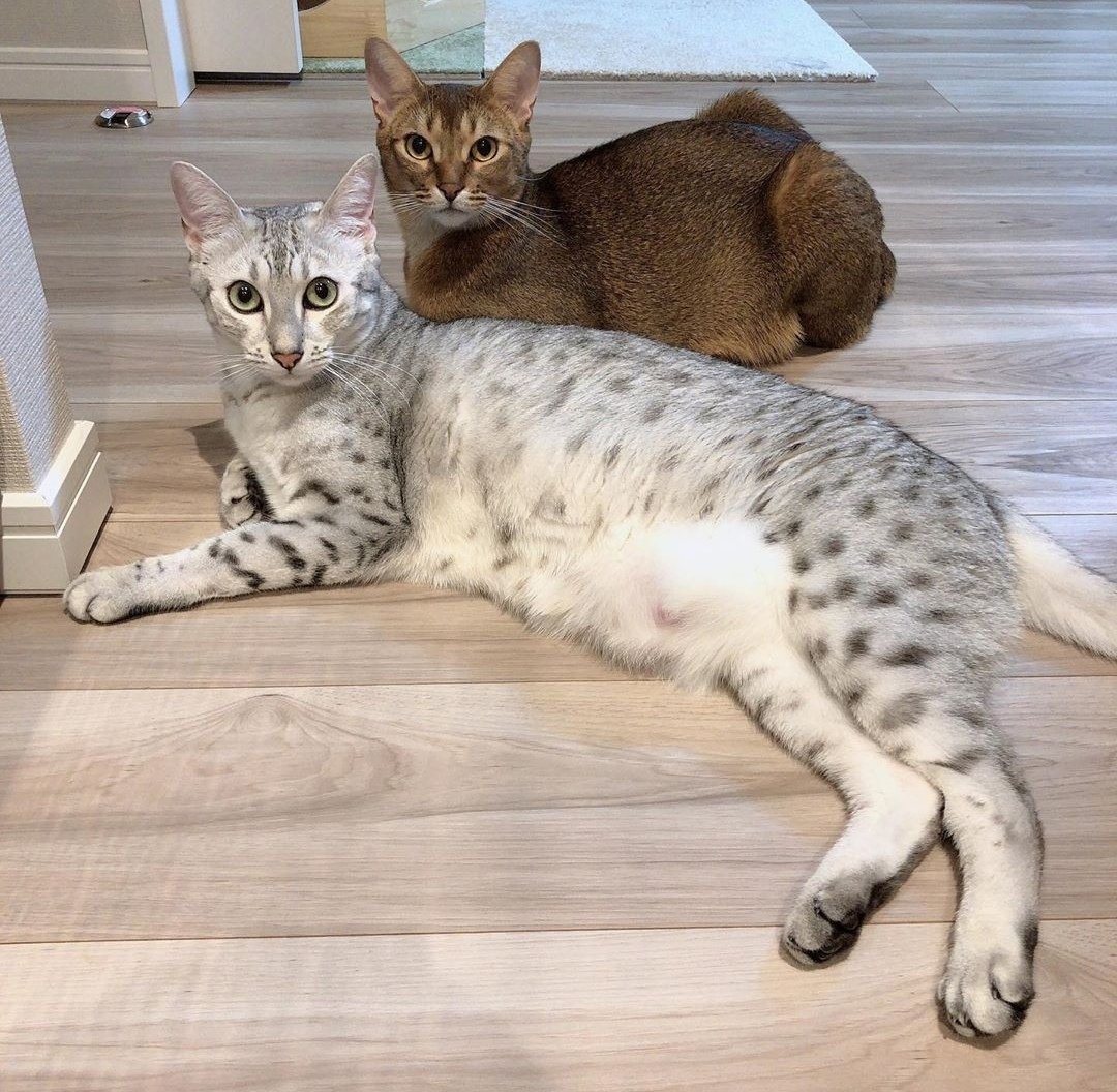 Делать нечего, лежим