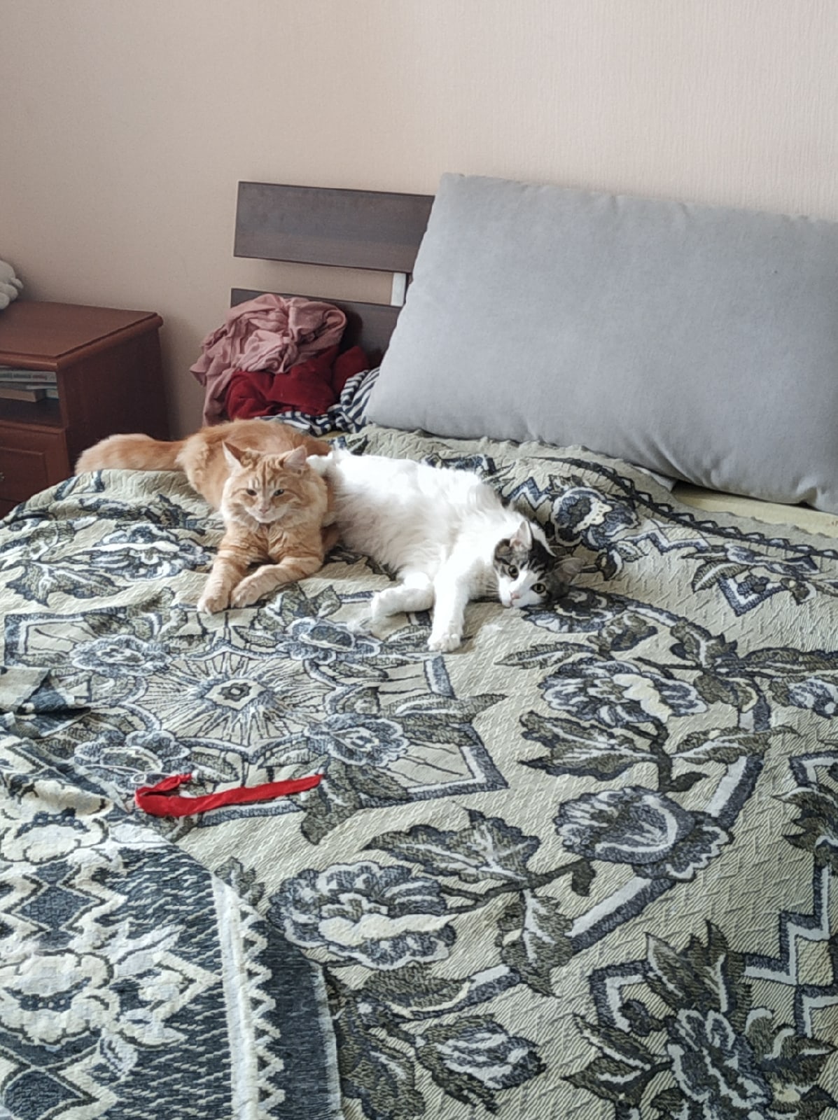 Мы играли, наши лапочки устали и теперь мы отдохнём