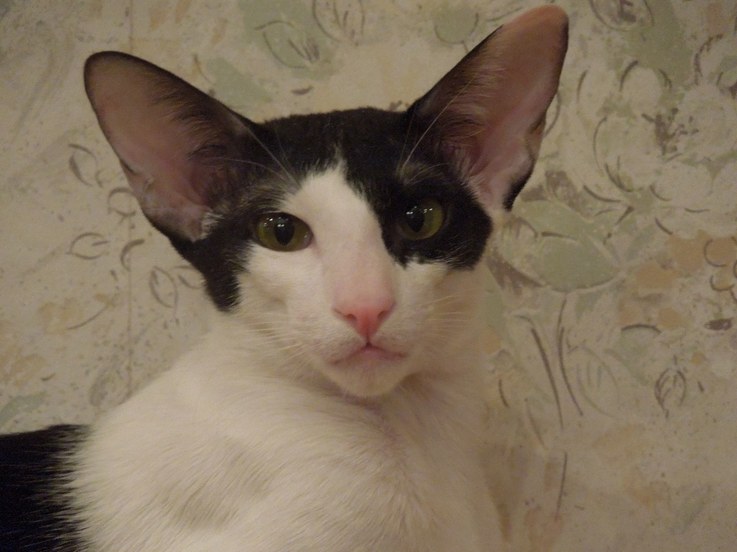 Шикарный мужчина, в полном расцвете сил