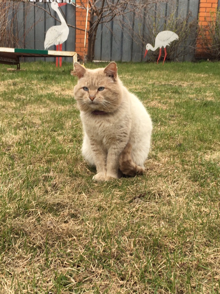 Что - то Васька гулять не идёт, скукота без него