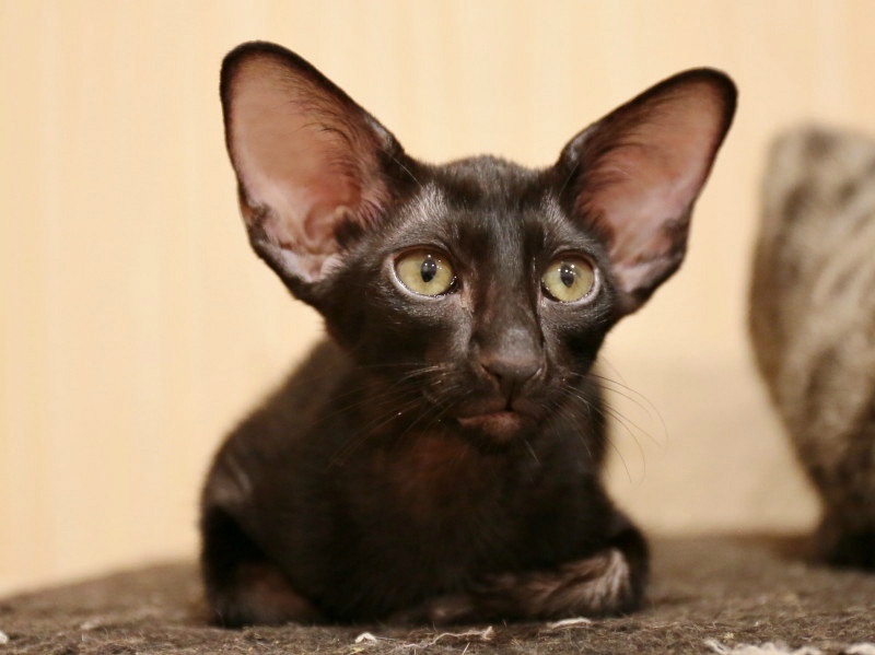 Говорите тише, я вас прекрасно слышу