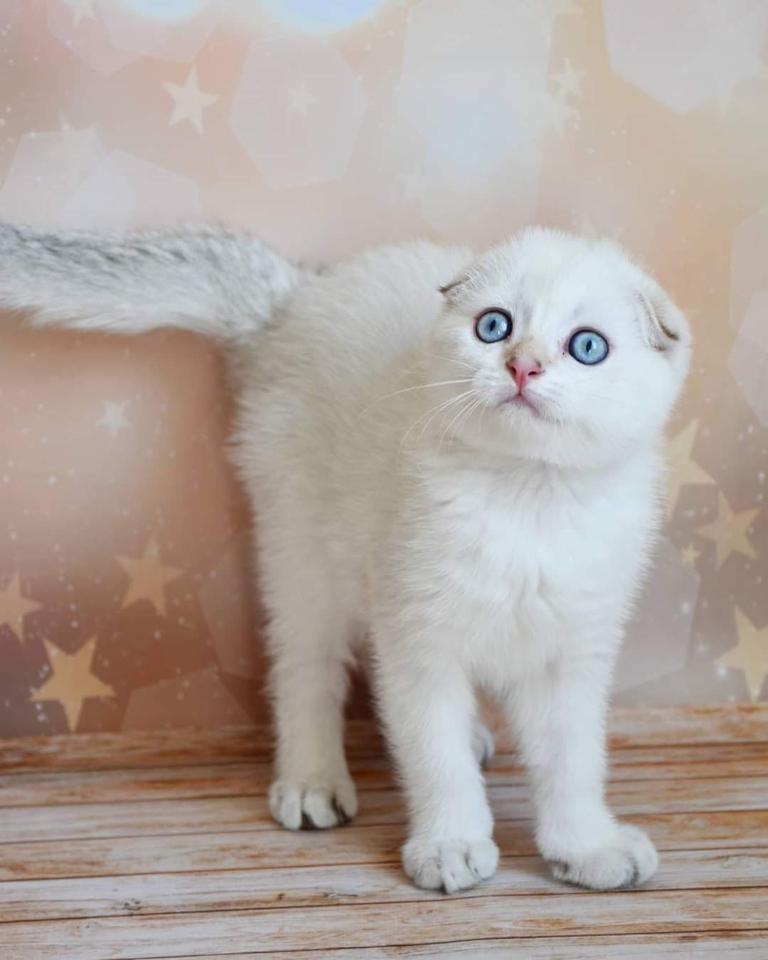 Посмотрите в мои бездонные глаза и угадайте, что я хочу