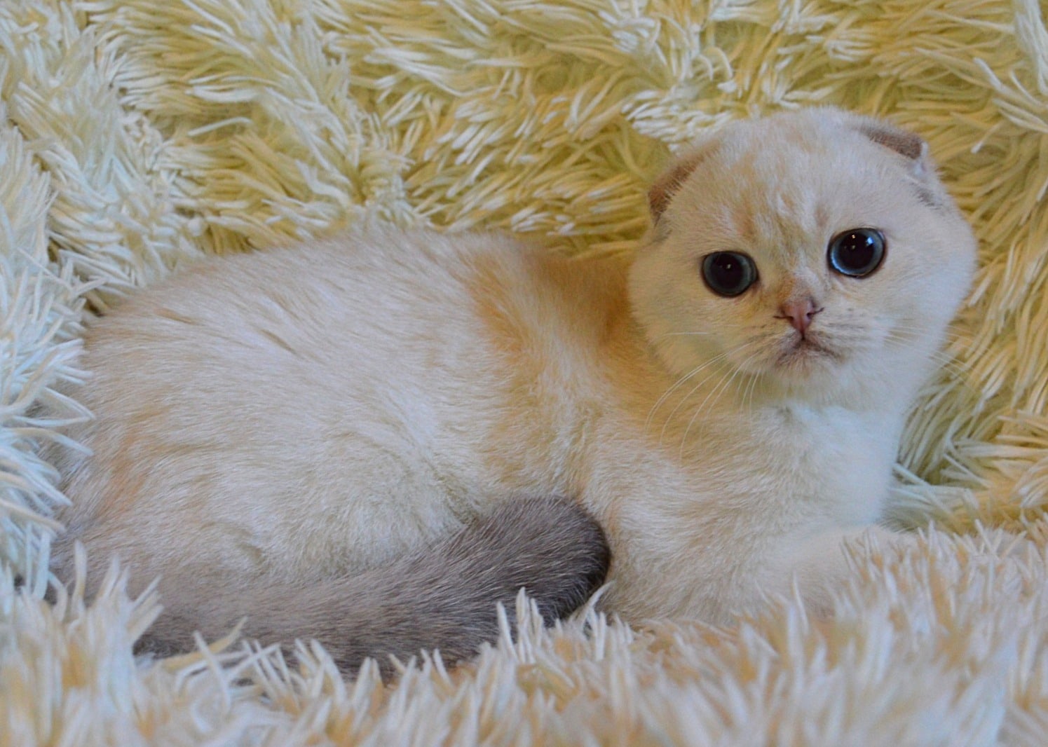 Не хочу вставать, мне тут мягко и тепло