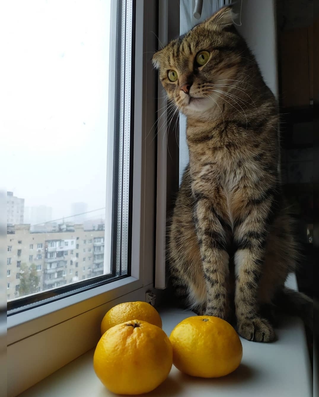 Мандарины завезли, а снег пока нет