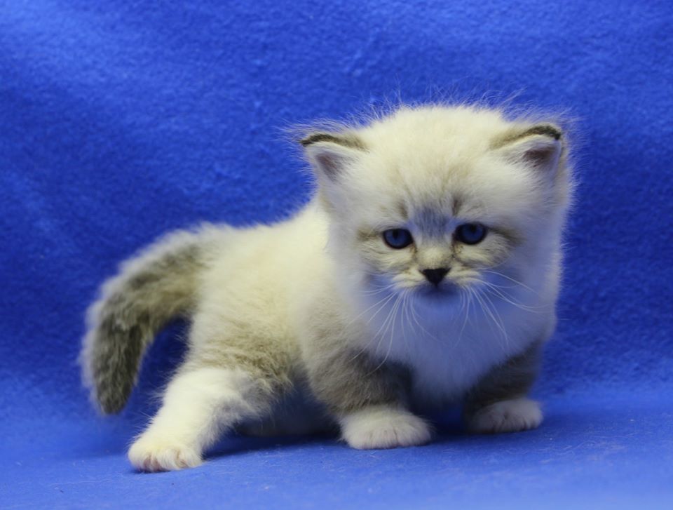 Я нормально, позирую