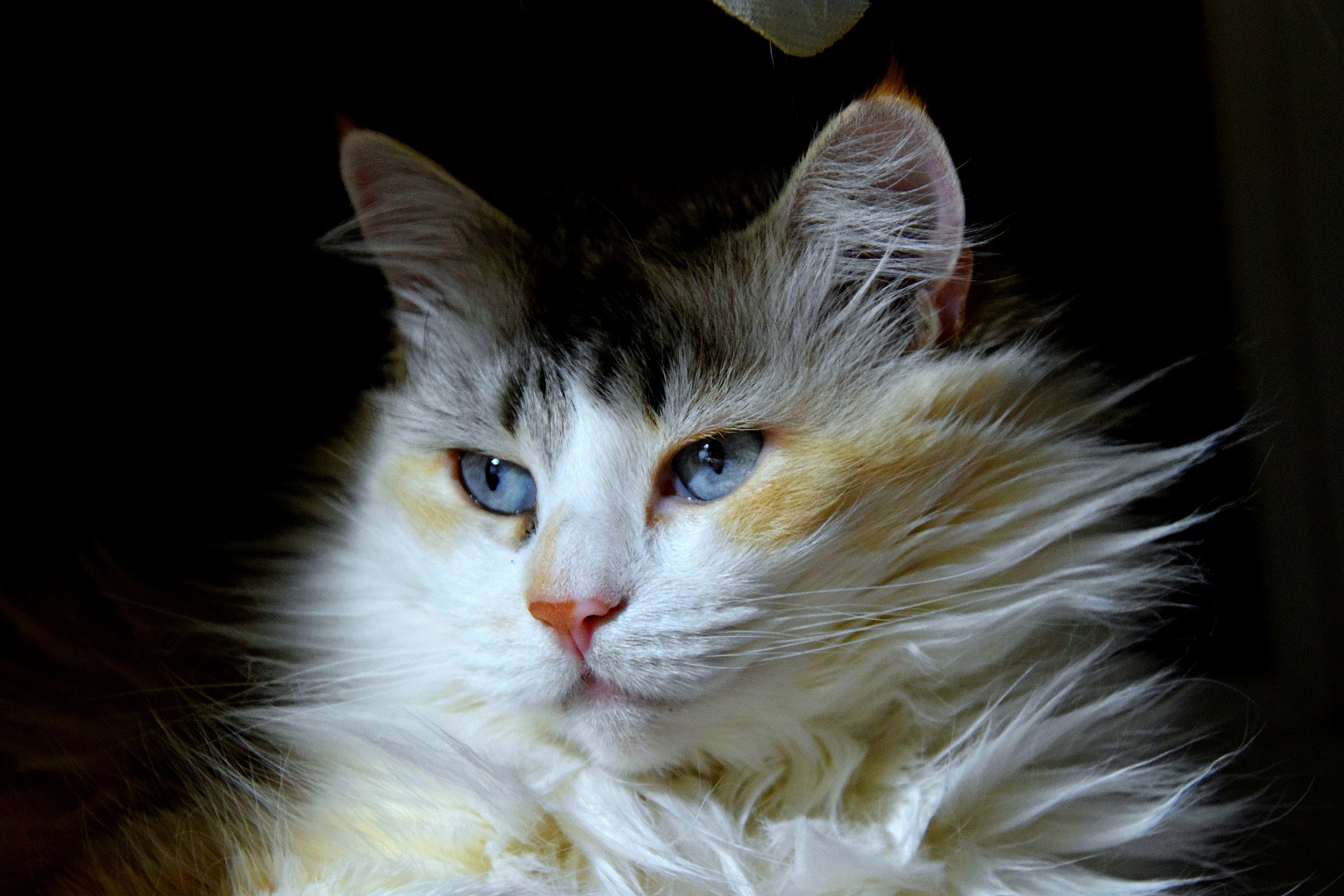 Слишком рано по утру, завтрак свой настырно жду