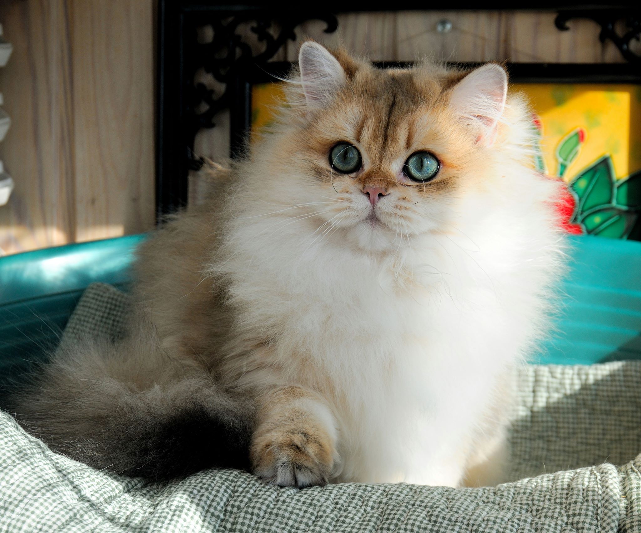 Хочу вкусняшку, незнаю какую, но много