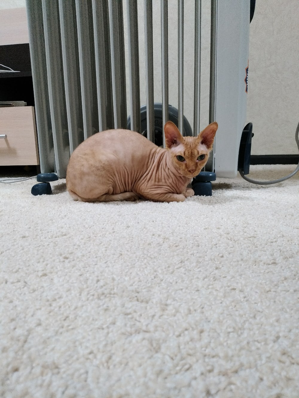 Опять зима, теперь от обогревателя не отойдёшь