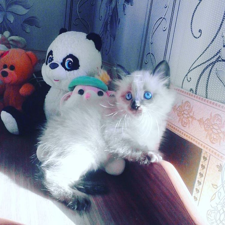 Я с игрушками пока не играю, не умею патамушта