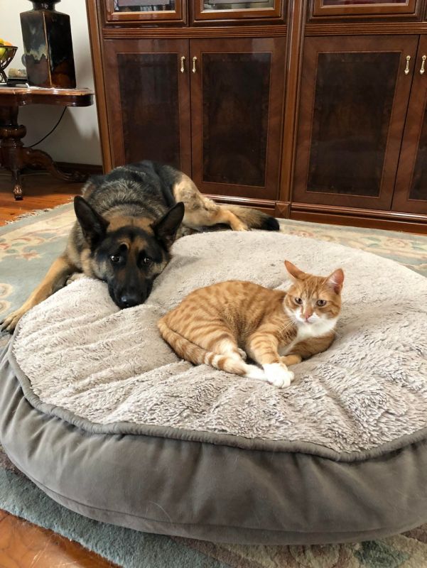 Сразу видно, кто в доме хозяин