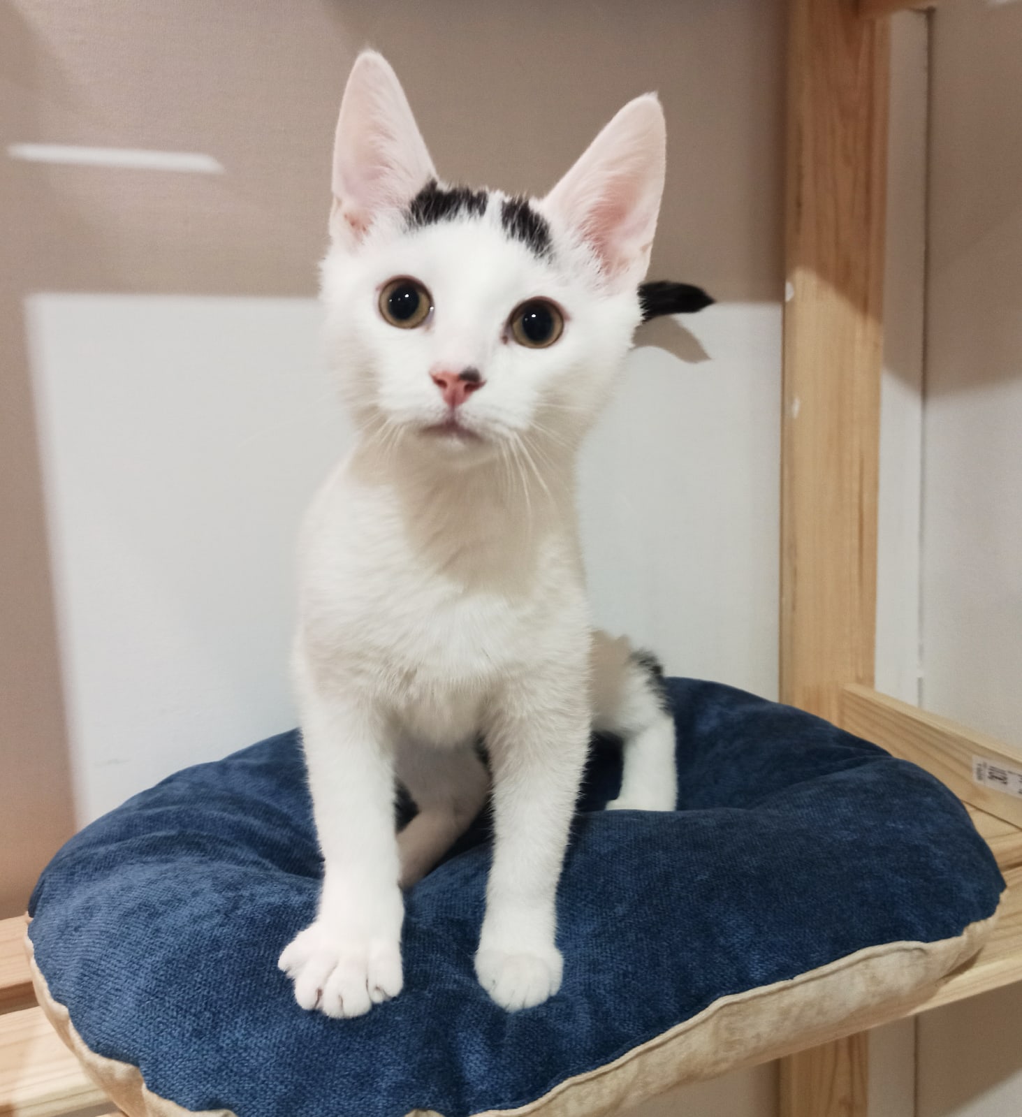 Слышу шорох, сейчас прискачу